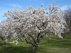 Almond tree