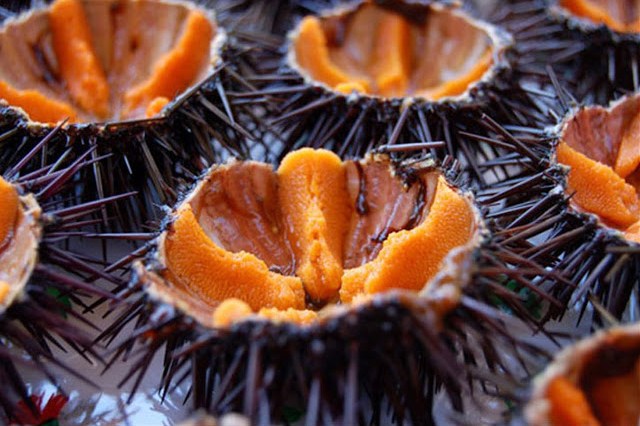 Sea urchins Favignana